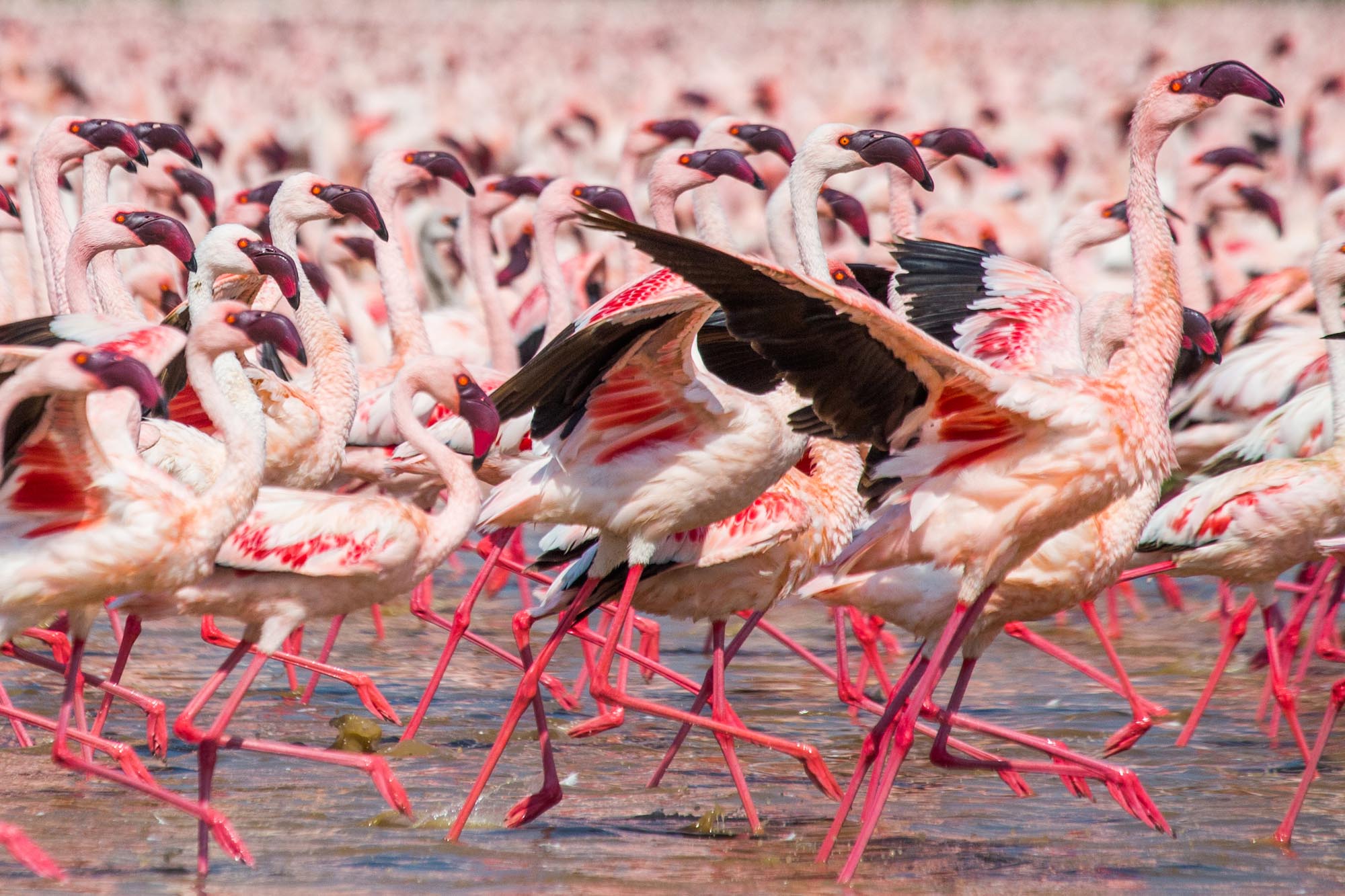 Flamingos Lake Natron