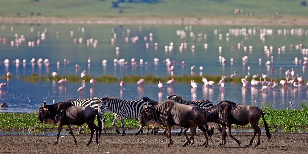 manyara safari hq