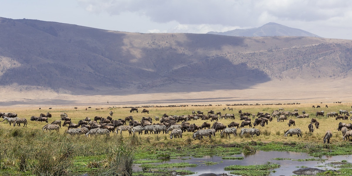 ngorongoro safarihq