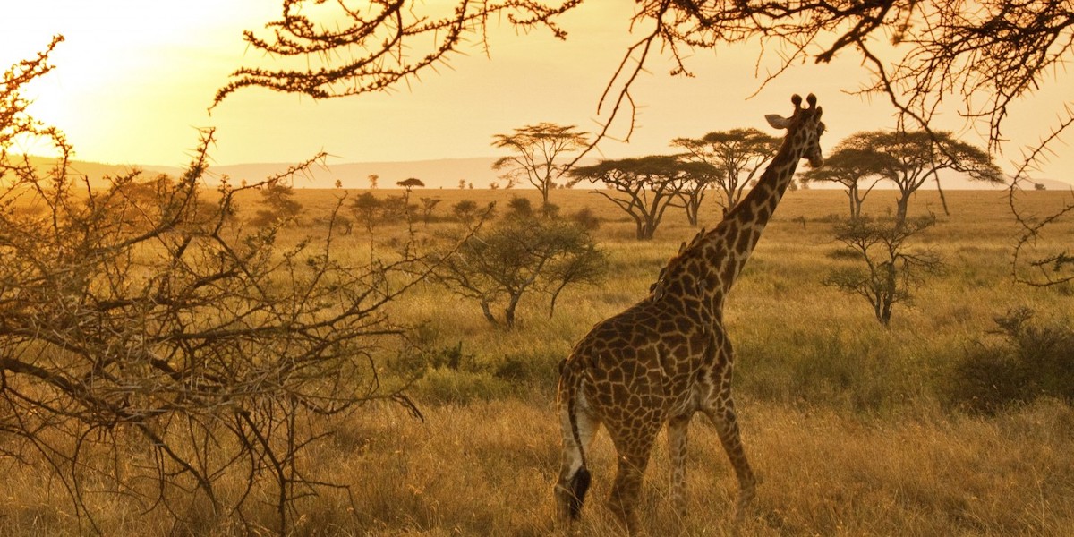 serengeti-national-park-safari hq