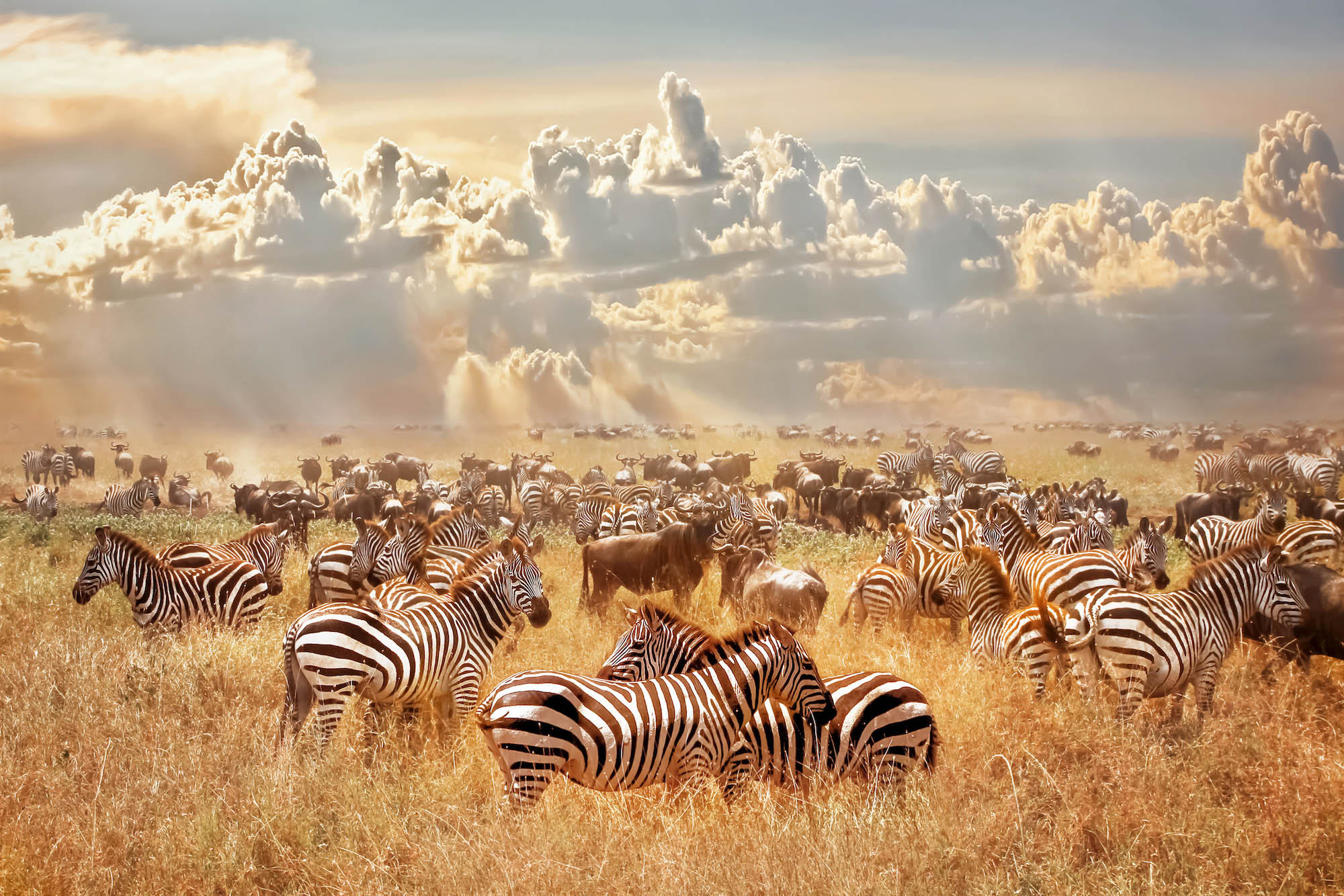 Serengeti Plains Animals