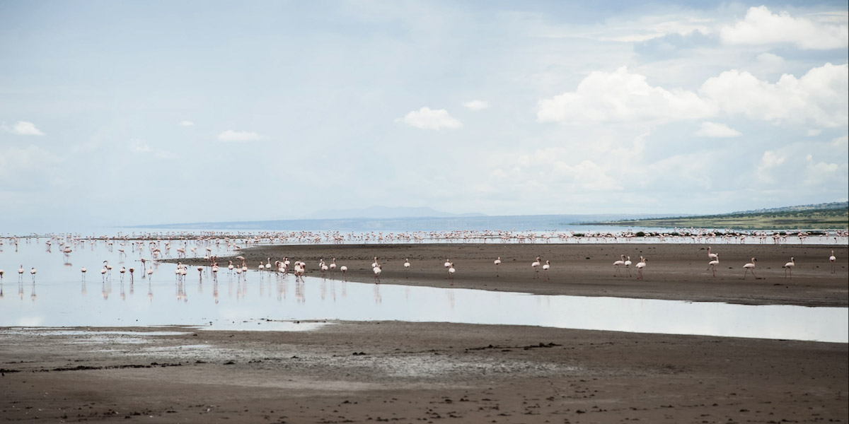 Lake Natron Flamingoes