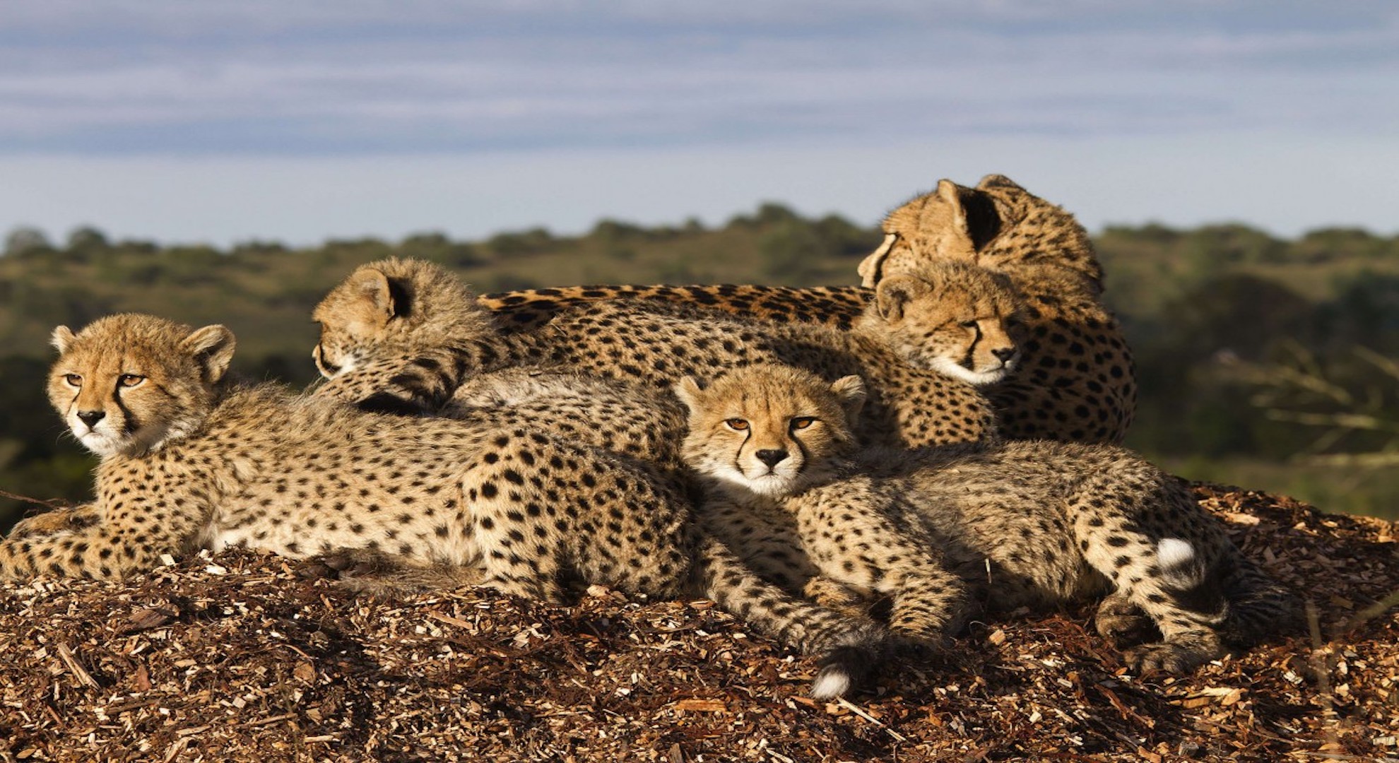 Family-Safari-Cheetahs-1152x768