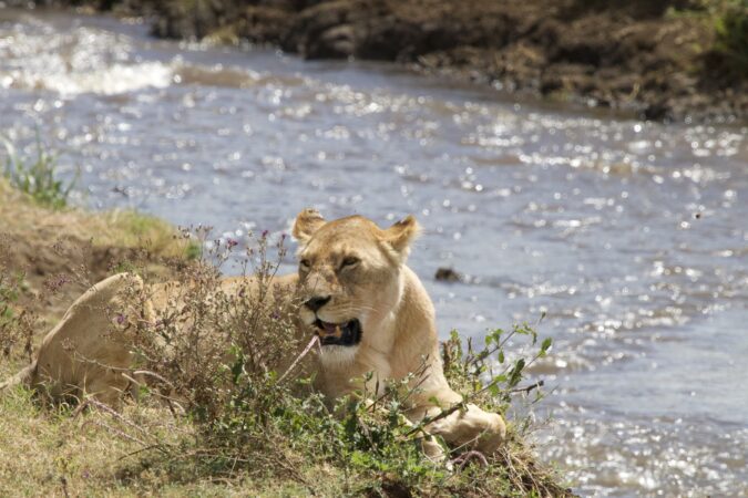 lion-ngorongoro - crater-safarihq
