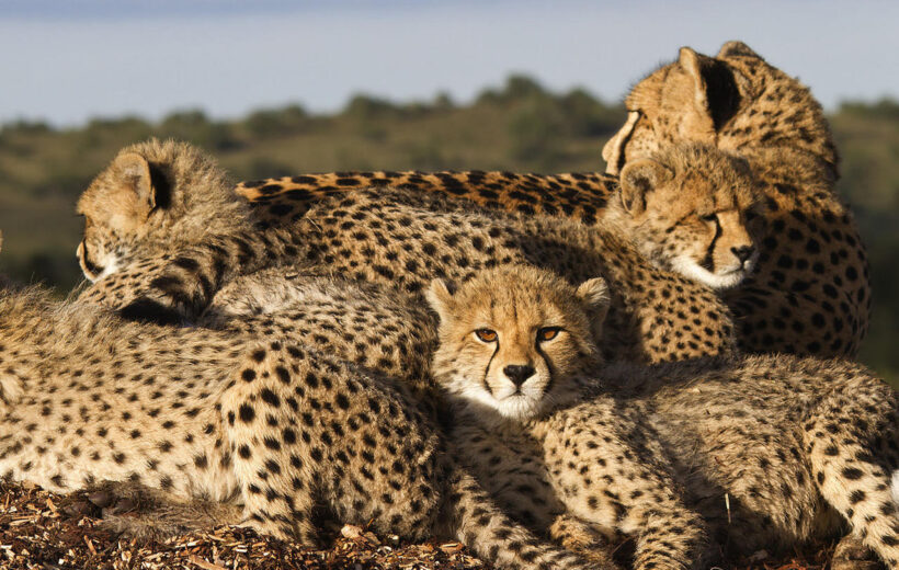 7 Day Discover Tanzania Wildlife Safari - Arusha, Ngorongoro Crater, Serengeti