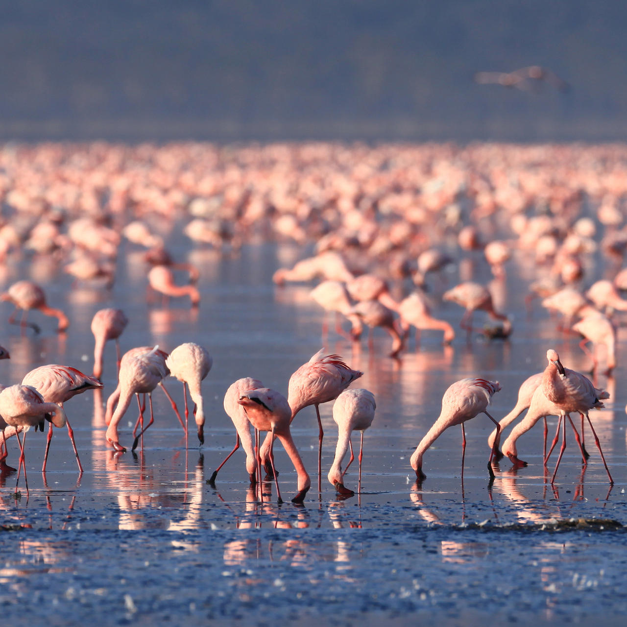 Flamingo Walk - Lake Natron