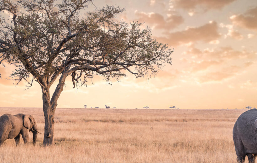 12 Day East Africa Explorer Group Safari - Nairobi, Mara, Nakuru, Amboseli, Tarangire, Manyara, Serengeti, Ngorongoro