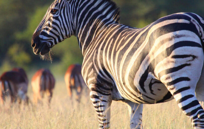 East Africa Explorer Group Safari