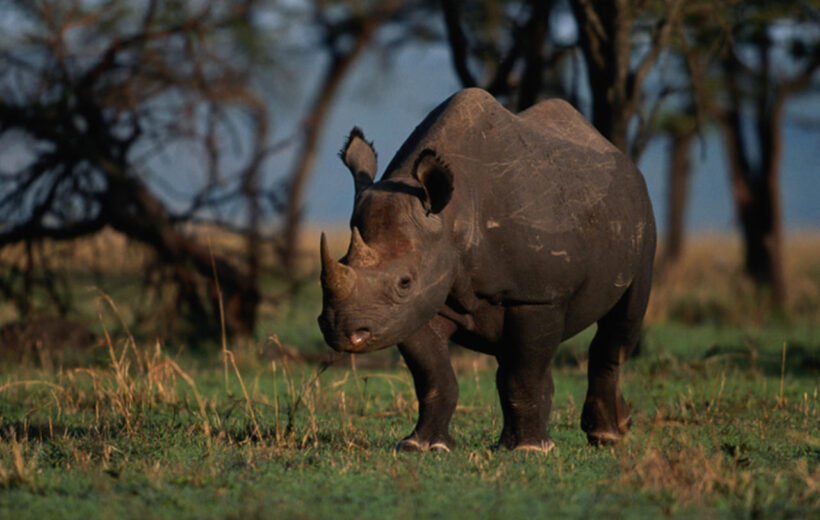 12 Day Luxury Safari in Tanzania & Uganda | Serengeti, Ngorongoro & Bwindi Gorilla Trekking