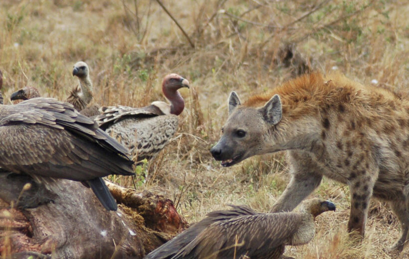 14 Days Highlights of Kenya and Tanzania