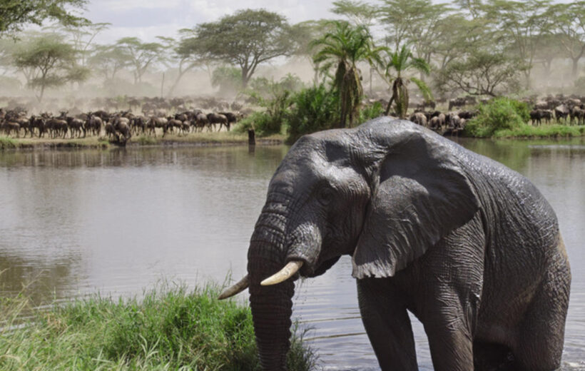 7 Day Adventure Camping - Lake Manyara, Serengeti, Ngorongoro Crater & Tarangire