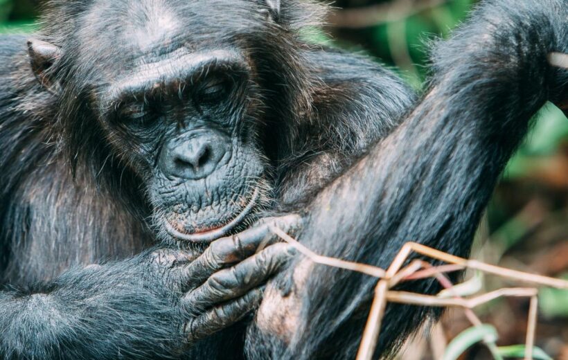 4 Day Chimpanzee Luxury Safari - Mahale Mountain National Park