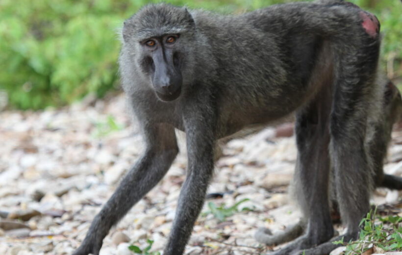 4 Day Chimpanzee Safari - Gombe Stream National Park