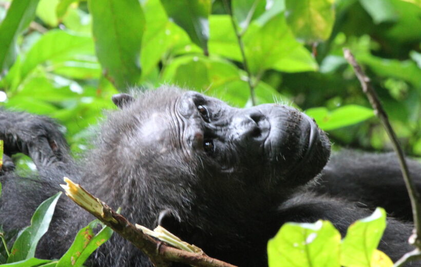 4 Day Chimpanzee Adventure Safari  - Gombe Stream National Park  - 4 Days