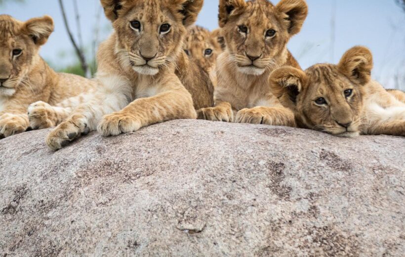 7-Day Tanzania in Style Safari