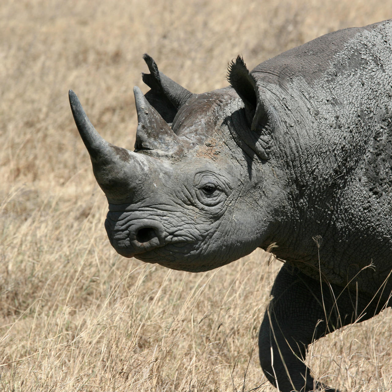 Black Rhino Special Viewing – Serengeti National Park