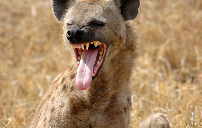 3 Day Adventure Camping Safari - Serengeti & Ngorongoro - 2026