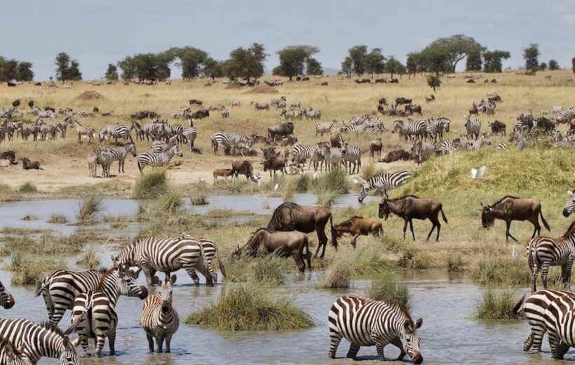 Tanzania Wildebeest Migration Mobile Adventure Camping Small Group Safari 2026