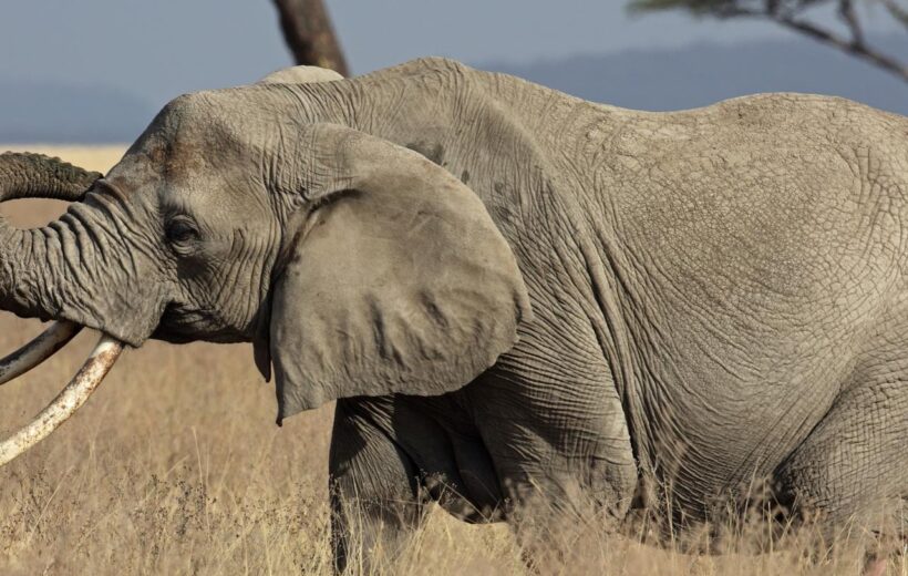 7 Day  Adventure Camping - Lake Manyara, Serengeti, Ngorongoro Crater & Tarangire