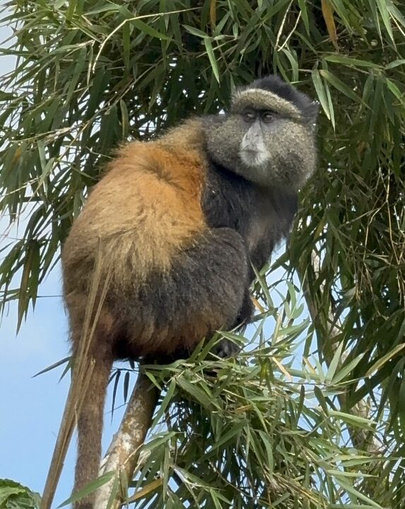 Golden Monkey Trek Volcano National Park