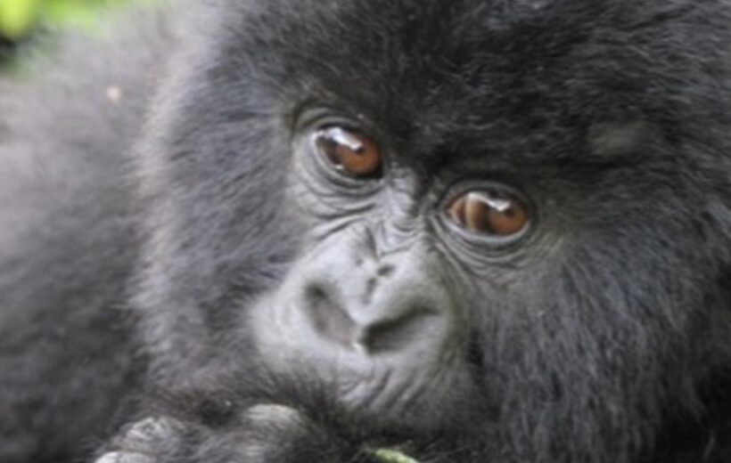 Uganda Mountain Gorilla Habituation Encounter - 3 Days