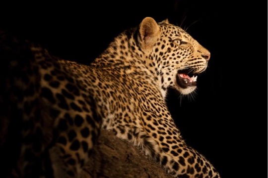 Night Game Drive - Tarangire National Park