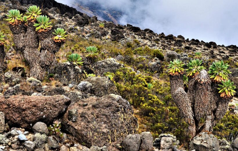 6 Day Mt Kilimanjaro Machame Route