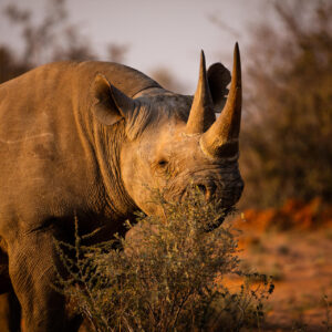 13 Days Highlights of East Africa - Arusha, Ngorongoro, Serengeti, Manyara, Amboseli, Naivasha, Mara, Nakuru, Nairobi