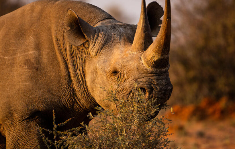 13 Days Highlights of East Africa - Arusha, Ngorongoro, Serengeti, Manyara, Amboseli, Naivasha, Mara, Nakuru, Nairobi