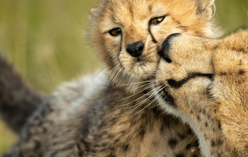 5 Day Adventure Camping Safari - Lake Manyara, Serengeti, Ngorongoro Crater & Tarangire