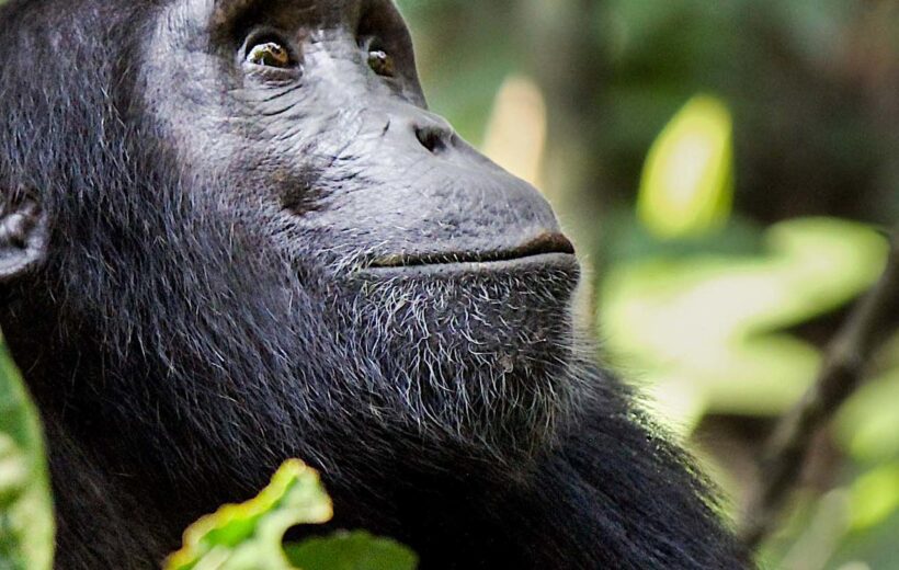 4 Day Chimpanzee Adventure Safari - Mahale Mountain National Park