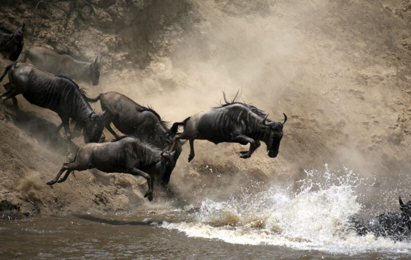 SafariHQ Guided Tanzania Migration Safari & Rwanda Mountain Gorillas 2026