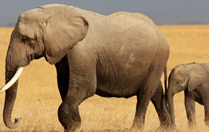 Tanzania Family Safari & Zanzibar Spice -11 days