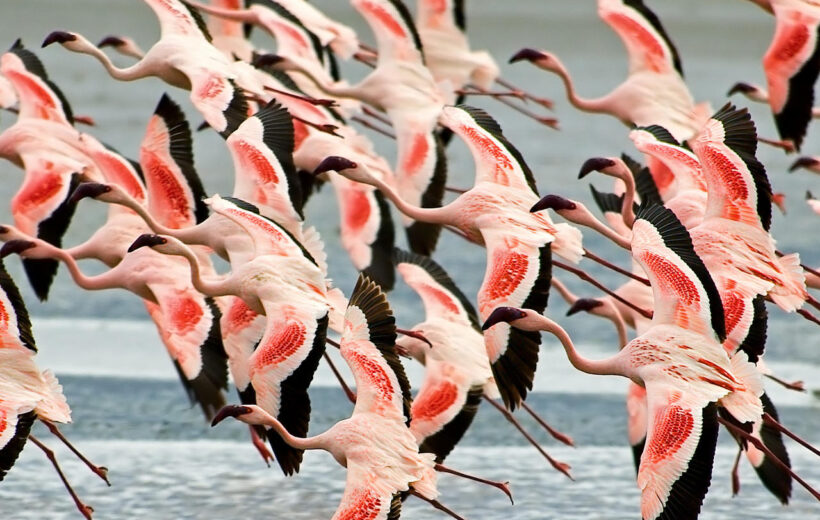 SafariHQ Guided 15 Day Best of Tanzania's Wildlife, Volcanoes, Flamingos & Rwanda Mountain Gorillas 2027