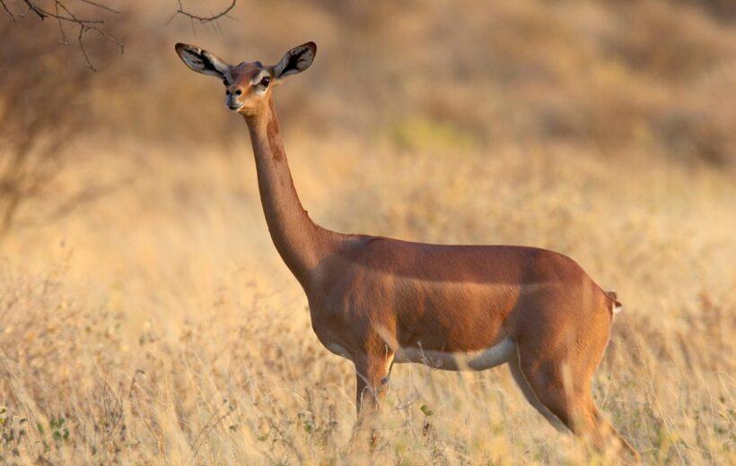 15 Day Best of Kenya and Tanzania Safari