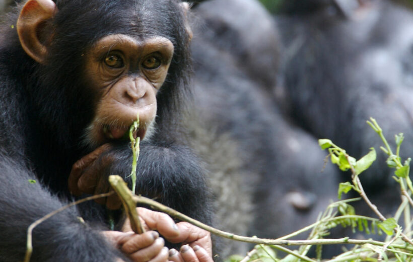 4 Day Chimpanzee Luxury Safari Gombe Stream National Park