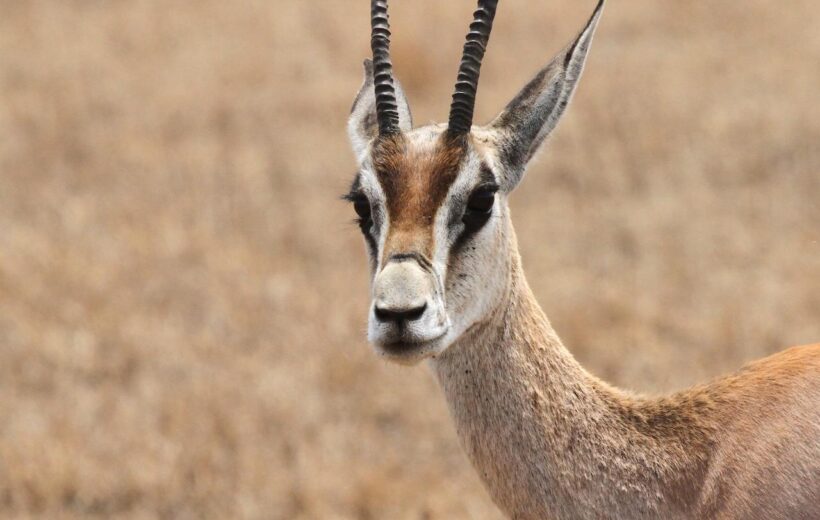 7 Day Adventure Camping & Trekking - Lake Natron, Ol Doinyo Lengai, Lake Manyara, Serengeti, Ngorongoro Crater