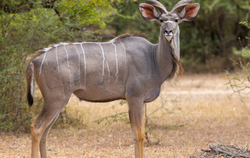 7 Days Southern Tanzania Highlights - Nyerere & Ruaha