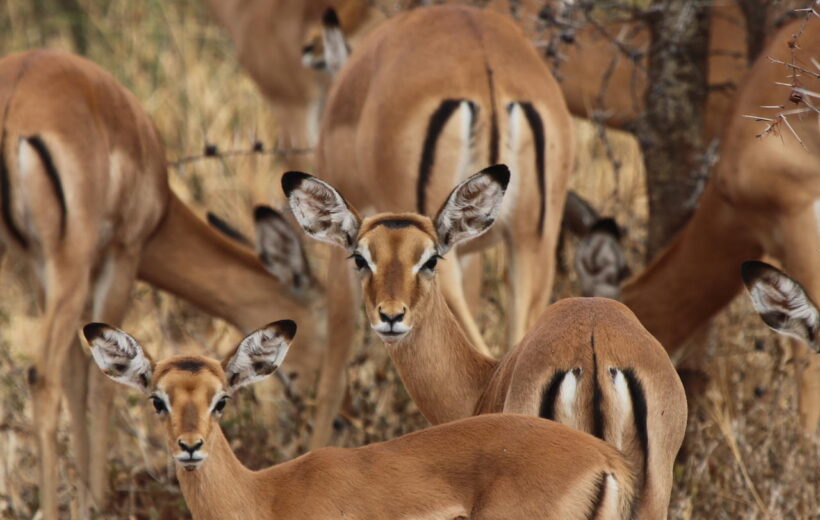 2 Day Adventure Camping Safari - Tarangire National Park