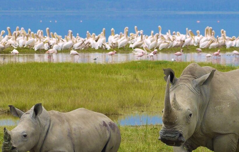 7 Day Best of Kenya - Nairobi, Masai Mara, Nakuru, Amboseli