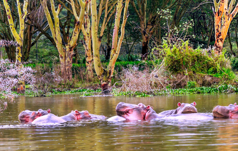 7 Day Classic Kenya Lodge Safari - Nairobi, Masai Mara, Lake Naivasha, Lake Nakuru & Amboseli