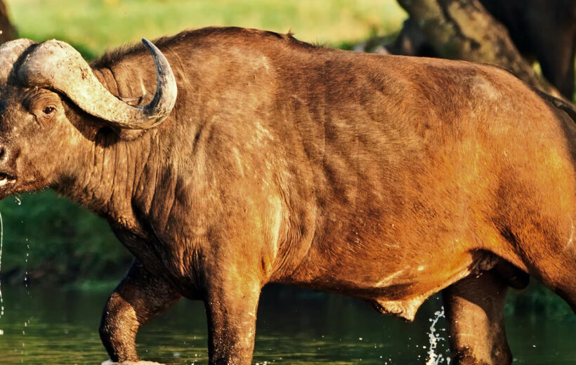 13 Day East Africa Explorer Classic Lodge Safari