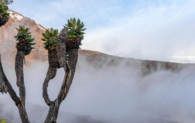8 Day  Mt Kilimanjaro Lemosho Route