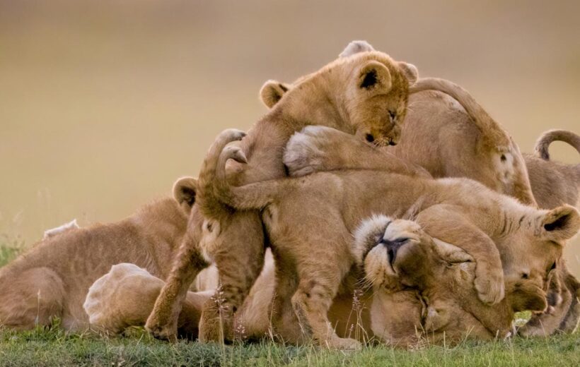 6 Day  Adventure Camping Safari - Lake Manyara, Serengeti National Park, Ngorongoro Crater & Tarangire National Park