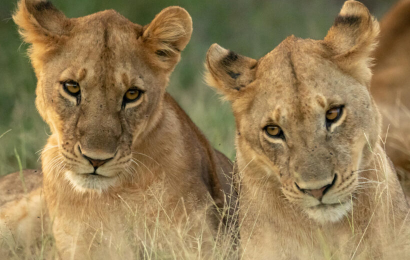 7 Day Tanzania Highlights