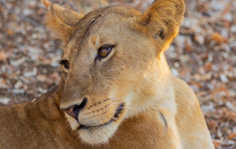 7 Day Southern Tanzania Highlights