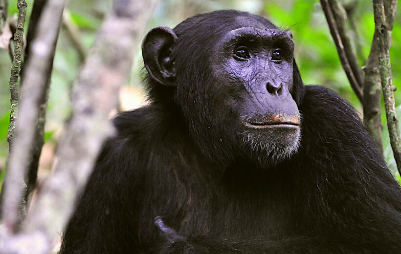 4 Day Mahale Mountain National Park - Chimpanzee Trekking - Greystokes