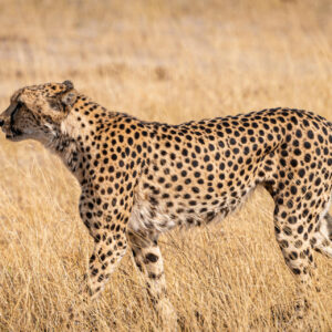 8 Days Kenya Highlights - Nairobi, Mara, Nakuru, Samburu, Ol Pejeta, Nairobi.