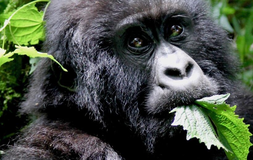 Uganda Mountain Gorilla Habituation Encounter 4 Days