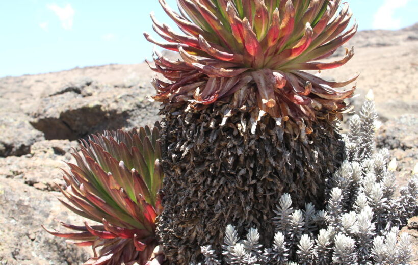 7 Day Mt Kilimanjaro Rongai Route